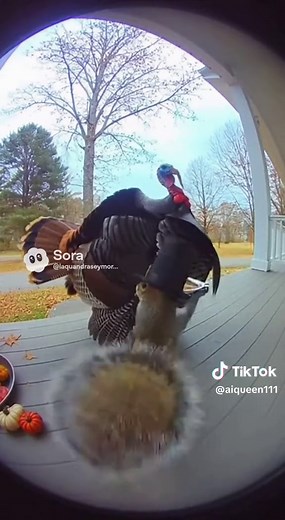 😂😂😂 #squirrel #turkey #thanksgiving #dance #fyp