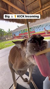 That was HILARIOUS!! Want to meet all our AMAZING Animals? Book A Tour Now at www.AnimalEDventures.com Located In Boynton Beach Fl | Animal EDventure Park & Safari