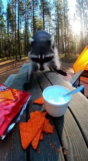 “Raccoon Tries Spicy Chip at a Campsite… Daylight Chaos Begins 😭🔥”