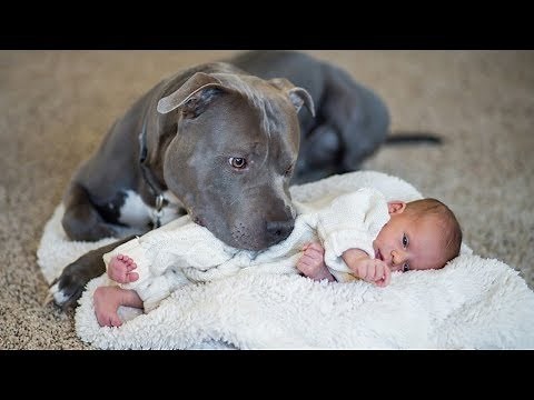 Pit Bull Protects Baby Compilation NEW