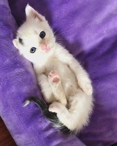 ALL THE CUTE WRAPPED UP INTO ONE VIDEO Join Our Bayne Cats Group | Bayne Cats