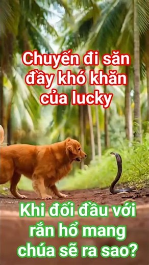 Chuyến săn rắn và Cận cảnh Vua Rắn Hổ Mang Chúa !!!