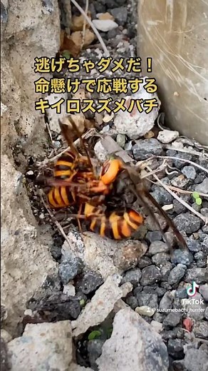 【弱肉強食】オオスズメバチがキイロスズメバチを襲う決定的な瞬間！！ #スズメバチ