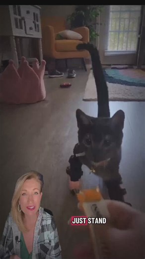 Cat learns to walk with braces