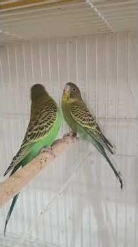 Mantos negros portadores de asas negras e azul