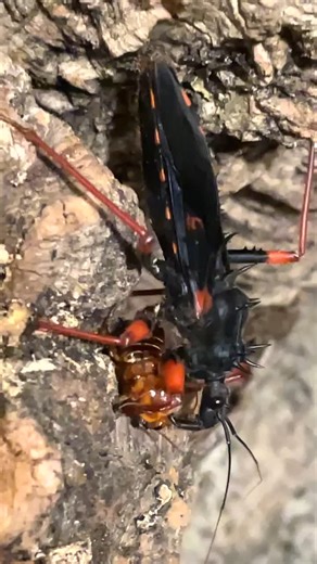 #psytalla #psytallahorrida #horridkingassassinbug #callosamiapromethea #callosamia #saturniidae #saturniid #silkmoth #giantsilkmoth #Hyalophoracecropia #Hyalophora #moth #moths #foryoupage #caterpillar #viral #moth #viralfy #queen #lepidoptera #fypviral #moth #nature #butterfly #macro #insects #insect #art #moths #lepidoptera #naturephotography #mothsofinstagram #wildlife #entomology #tattoo #butterflies #mothtattoo #insectsoftiktok #macrophotography #memes #caterpillar #photography #bugs #insec