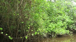 83 reactions · 18 comments | The art of the pose, or “posturing” as some refer to it, dates back centuries. On this show all our models and celebs are well practised at posing but perhaps none can hold it quite like our gril GGG . Can this green glam queen rock the pose or what ! You go girl . White lipped tree frog. | Solar Whisper Daintree River Crocodile & Wildlife Cruises | Facebook