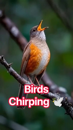 birds chirping #shortsfeed #birdsounds #birdsong #amazing #naturesvoice #nature #birds