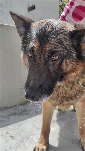 German shepherd bathing 🐕#germanshepherd #dog #shortvideo #yt