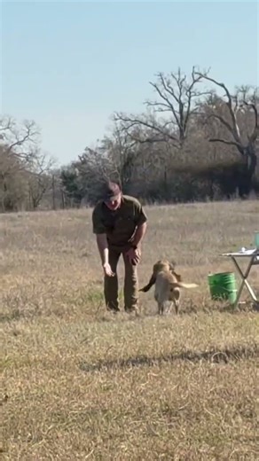 Hunt Test with My lab #hunting #huntingdog #retriever #duckhunting #gundog #dogtraining