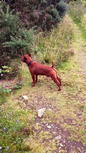 Alfie Spreading His Scent, There's A Lady About #patterdaleterrier #puppy # #puppyspot #puppylife