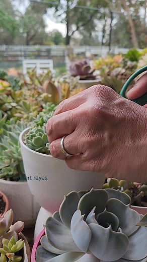 Succulents Pups of Exheveria Halbingeri | Robert Reyes