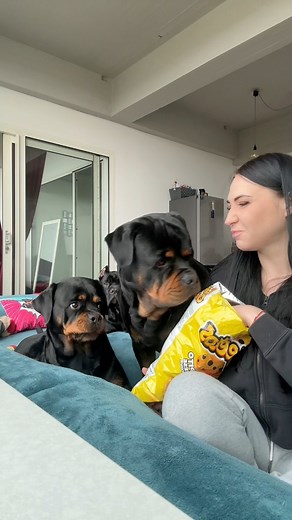 who doesn't like cheese cheetos 😂 #rottweiler #canecorso #dogoargentino #puppy #lifewithdogs #dogslife | Gangrottie