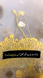 617K views · 11K reactions | A Strange Creature Slime Mold #creature #incredible #urdu #hindi #viralreels | Meri Wadi | Facebook