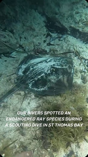 Endangered Ray Species spotted during St Thomas Bay Scouting! 🐟 📷 On one of their underwater scouting mission, our divers made a special encounter with the marine life: they noticed two rays that looked different to the ones they usually come across. 🤿 The two rays seem to be from a species called Raja Radula (rough skate), an endangered species endemic to the Mediterranean sea. 🌊 Have you ever seen those rays in Malta? #rays #maltaray #maltadiving #underwaterscouting #itstartswithyou #zibel