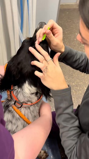 Even though the weather is cooling down, tick season is far from over. Don't let the size fool you, even small ticks can carry serious diseases like Lyme Disease and Ehrlichiosis. That's why we recommend keeping your dog on tick prevention all year, not just during the summer months. Be sure to check your pets regularly, and always fully remove any ticks you find! #TickAwareness #lymediseaseawareness #lymedisease #veterinarymedicine #pethealth | Northwood Animal Hospital