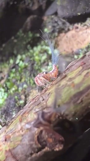 इस कीड़े के पीछे cotton जैसा क्या है|Strange Insects of The World Planthopper|#planthopper #facts
