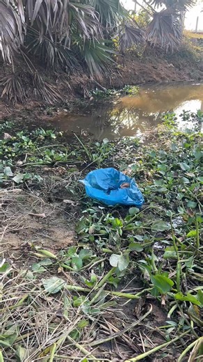 #WildMonkey #JungleMonkey #NatureMonkey #WildlifeMonkey #WildlifePhotography #JungleLife #MonkeyInTheWild #AnimalPlanet #WildVibes #ForestMonkey | Various zoos