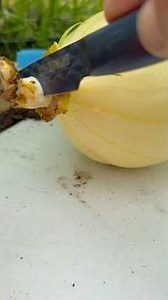 Growing Two 🎃 🎃 on 1 Plant Fourth of July update ￼
