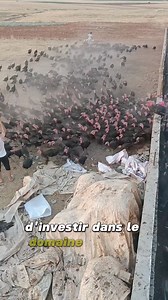 813K views · 10K reactions | Les avantages de la dinde. #Dinde #Avantages | Agriculteurs Modernes | Facebook