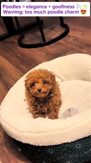 Funny & Cute Poodle Compilation | Adorable Poodles Being Silly#poodle #animals #heartwarming