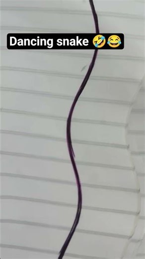 #funny dancing snake