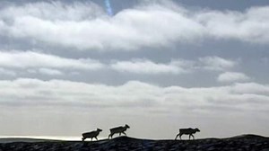 Innu may hunt caribou despite ban | CBC News