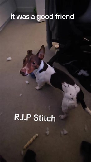 Remembering Stitch: A Heartfelt Tribute