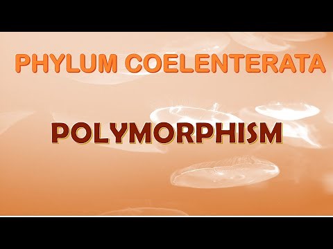 Polymorphism in Cnidarians