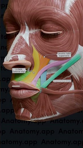Oral group of facial muscles (part 1)