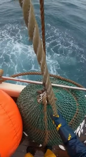 19K views · 92 reactions | POV: “The Snap Reaction – Shark at the Rail”  #FishingBoatAssault #POVFootage #SharkAttack #fblifestyle | Natural fishing video | Facebook