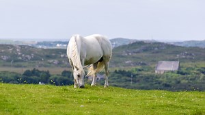 The Connemara Pony