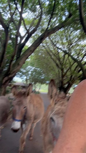 1K views · 15 reactions | My Jenny donkeys….. Poppy is heavily pregnant- hoping for a baby donk for xmas 勇𢡊 | Meadow Valley Farm & Stable Yard | Facebook