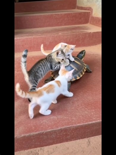 Tiny Kittens Meet Giant Tortoise for the First Time #cute #animals