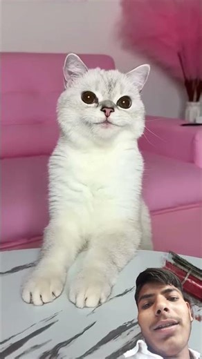 #funny #cat #comedy #cute #cosplay #cats #munchkinfold #funnyanimal