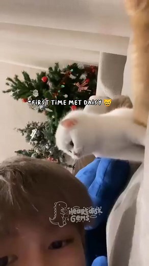 MaxNat Cat: Fun Moments with Dollar Yim and Na Th