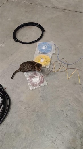 #jimcorbettwildlifeandnatureview #catfunny#cute #catvideos #animals #funnycatvideos #funny #catbreed