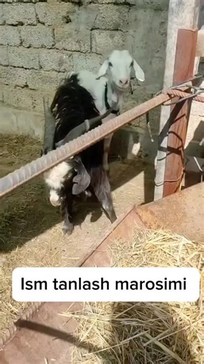 @fermer_xola on Instagram: "Teslani uyimizga kelgan ilk kuni 🐐 Yonida sevgilisi Liliya echkimiz 🙂 Ism tanlash marosimi sizga qiziqmi ? #chorvachilik #chorvauz #chorva #baxt #baxtoddiylikda❤️🍃 #echki #taka #fermamai"