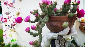 Best indoor plants from Canada: 8 stunning varieties