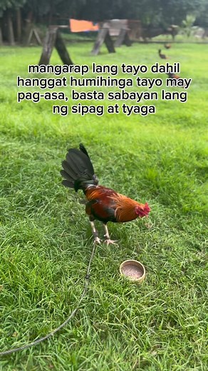 27K views · 1.5K reactions | lor Official on Reels | Facebook