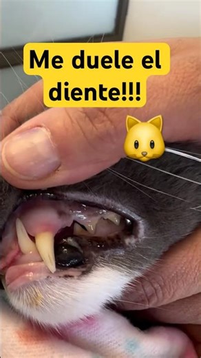 Alveolar osteitis in cats 🐱
