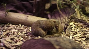 The common dwarf mongoose Helogale parvula