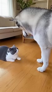 92K views · 3K reactions | Short-Leg Cat Attacks a Husky But Can't Reach #hashtagfbreelsviral #hashtagfbreelsvideo #fblifestyle | TwinVibe Zone | Facebook