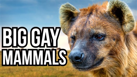 When these animals choose same-sex partners season after season