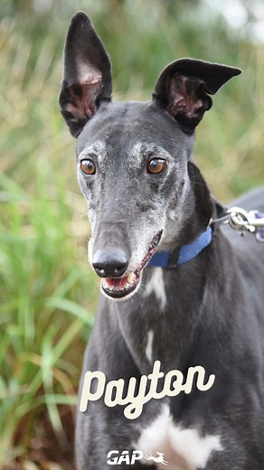 4.5K views · 49 reactions | Our National Adoption Day is fast approaching, friends! Take a look at some of our purfect Available Dogs who are currently ready for adoption! Don't worry, there are more greys incoming once they finish up at their GAP Easter Foster home.  Thank you to everyone who fostered over Easter. If you didn't or missed out, you still have a chance to adopt in the coming weeks! | Greyhound Adoption Program VIC | Facebook