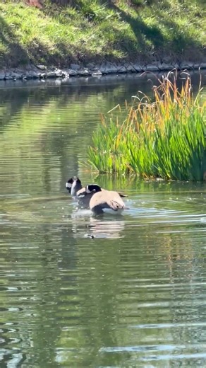 Urban Duck Life: Finding Comfort in the Concrete Jungle