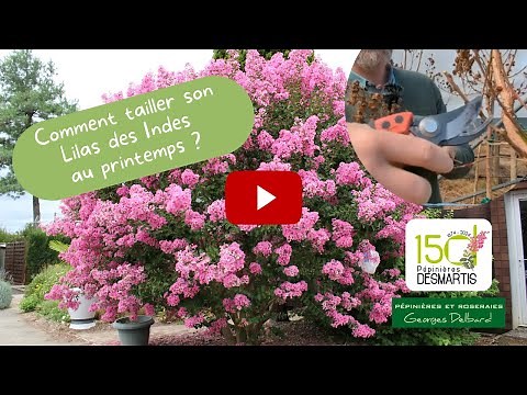 Comment tailler le Lilas des Indes au printemps 🌸 | Conseils des Pépinières Delbard & Desmartis