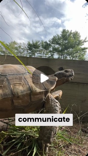 Chris Leone | Communication with a Tortoise 🤯 While tortoises aren’t capable of making many sounds, they do use body language to communicate with each... | Instagram