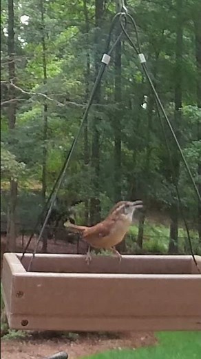 Carolina Wren Singing at the Feeder