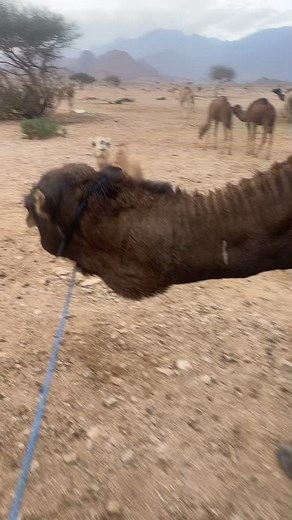 Exploring Camels in Their Desert Habitat